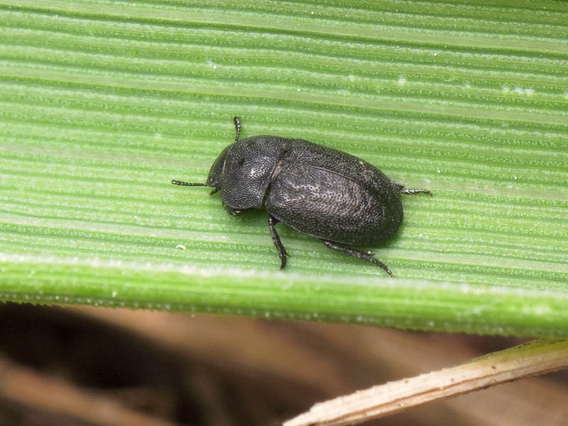 Melanimon tibiale (Fabricius, 1781)